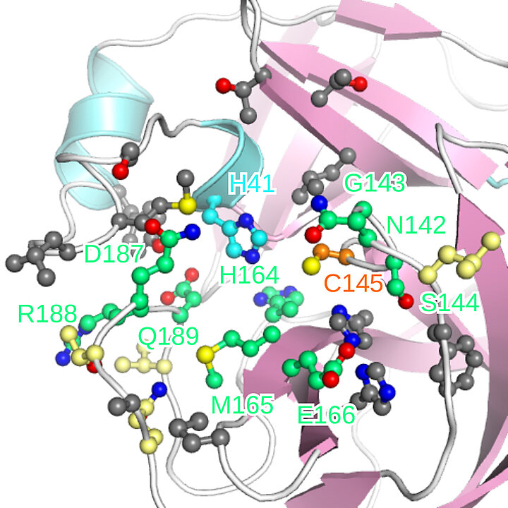 Die Grafik zeigt eine Stelle am zentralen Protein des SARS-CoV2-Virus, die sogenannte Binding Site.